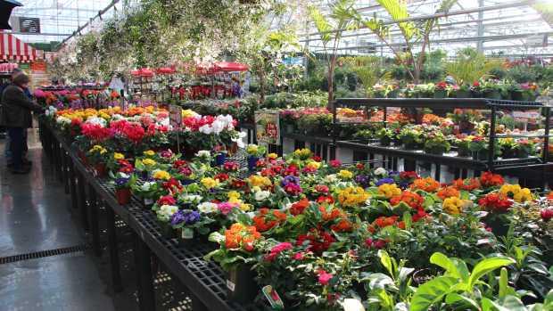 floricultural